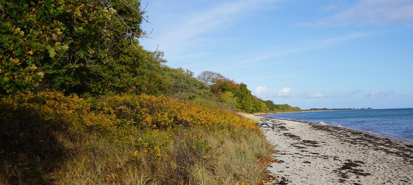 Bøgeskov helt ned stranden