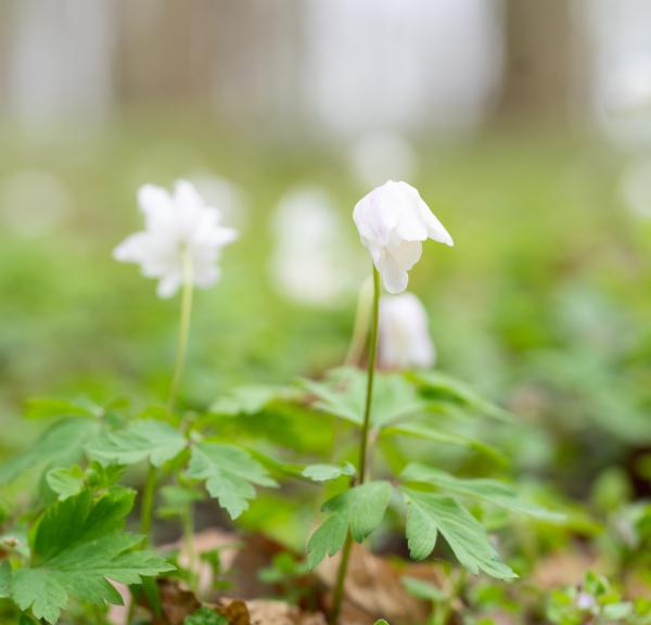 Anemoner i skovbunden - forår