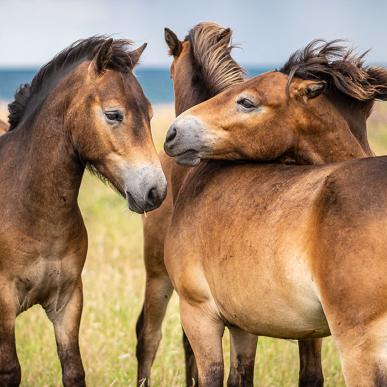 Tre vilde heste på Sydlangeland