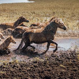 Vilde heste løber gennem et vandhul på Sydlangeland
