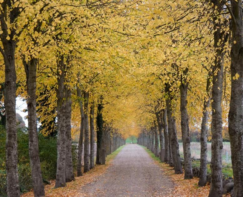 Alléen ved Skovsgaard Gods i efterårsfarver