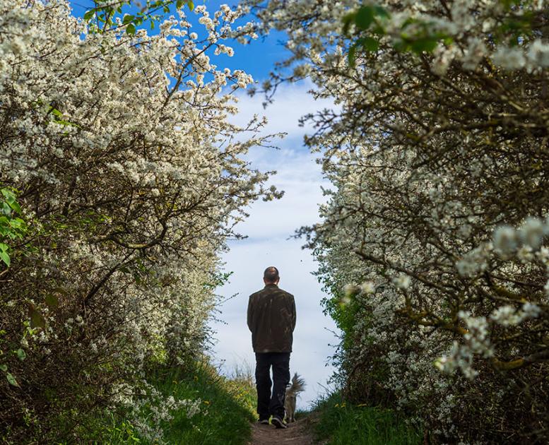 Ristinge Klint - tjørnen er sprunget ud 