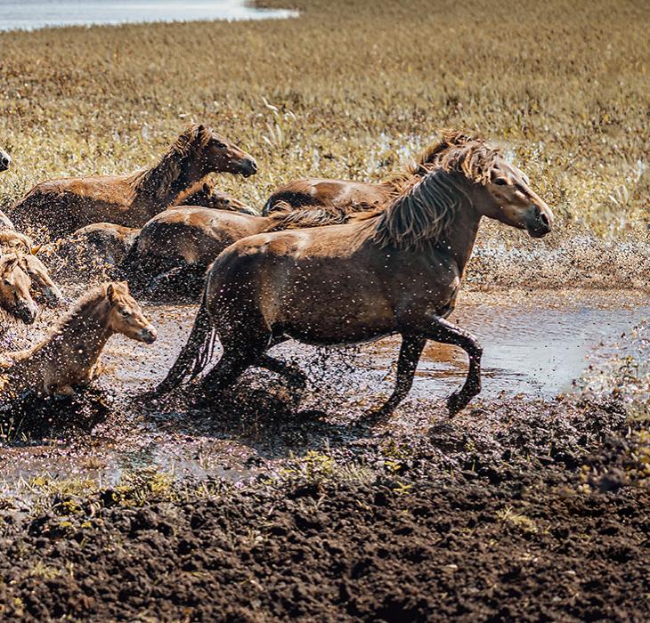 Vilde heste løber gennem et vandhul på Sydlangeland