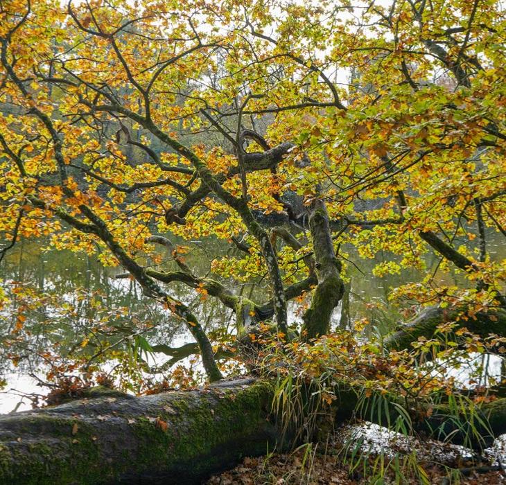 Efterår i skoven "Hennetved Haver" på Langeland